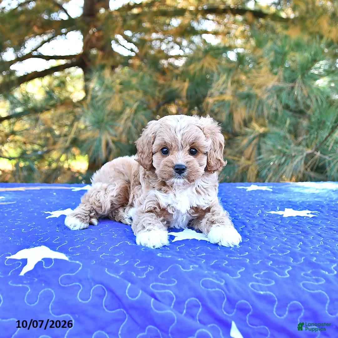 Cavapoo dogs for sale: Kaya - Ad 1
