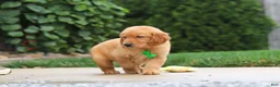 Golden Retriever dogs for sale: Moose — Your New Golden Best Friend! 🐾 - Ad 7