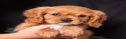 Cavalier King Charles Spaniel dogs for sale: Noah - Ad 3