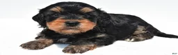 Cavapoo dogs for sale: Baxter - Ad 6