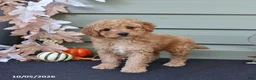 Cavapoo dogs for sale: Marshall - Ad 2