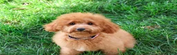 Cavapoo dogs for sale: Chanel - Ad 4