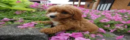 Cavapoo dogs for sale: Cavapoo 1 Tobi - Ad 4