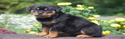 Rottweiler dogs for sale: Odessa - Ad 4