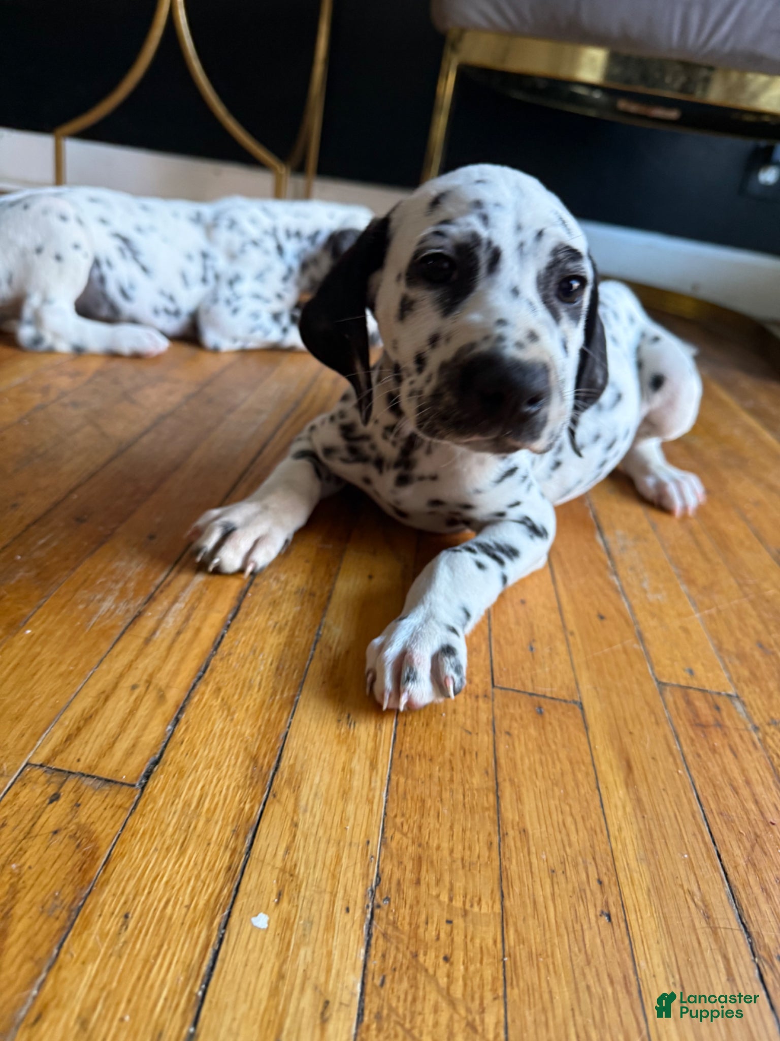 Dalmatian dogs Oreo - Ad 1