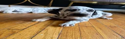 Dalmatian dogs for sale: Oreo - Ad 1