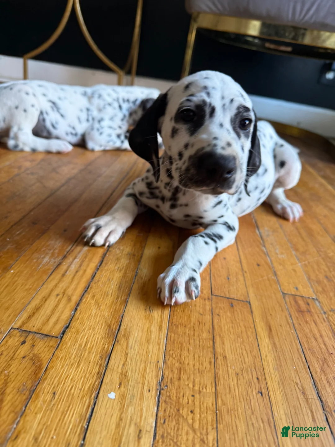 Dalmatian dogs for sale: Oreo - Ad 1