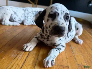 Dalmatian dogs for sale: Oreo - Ad 4