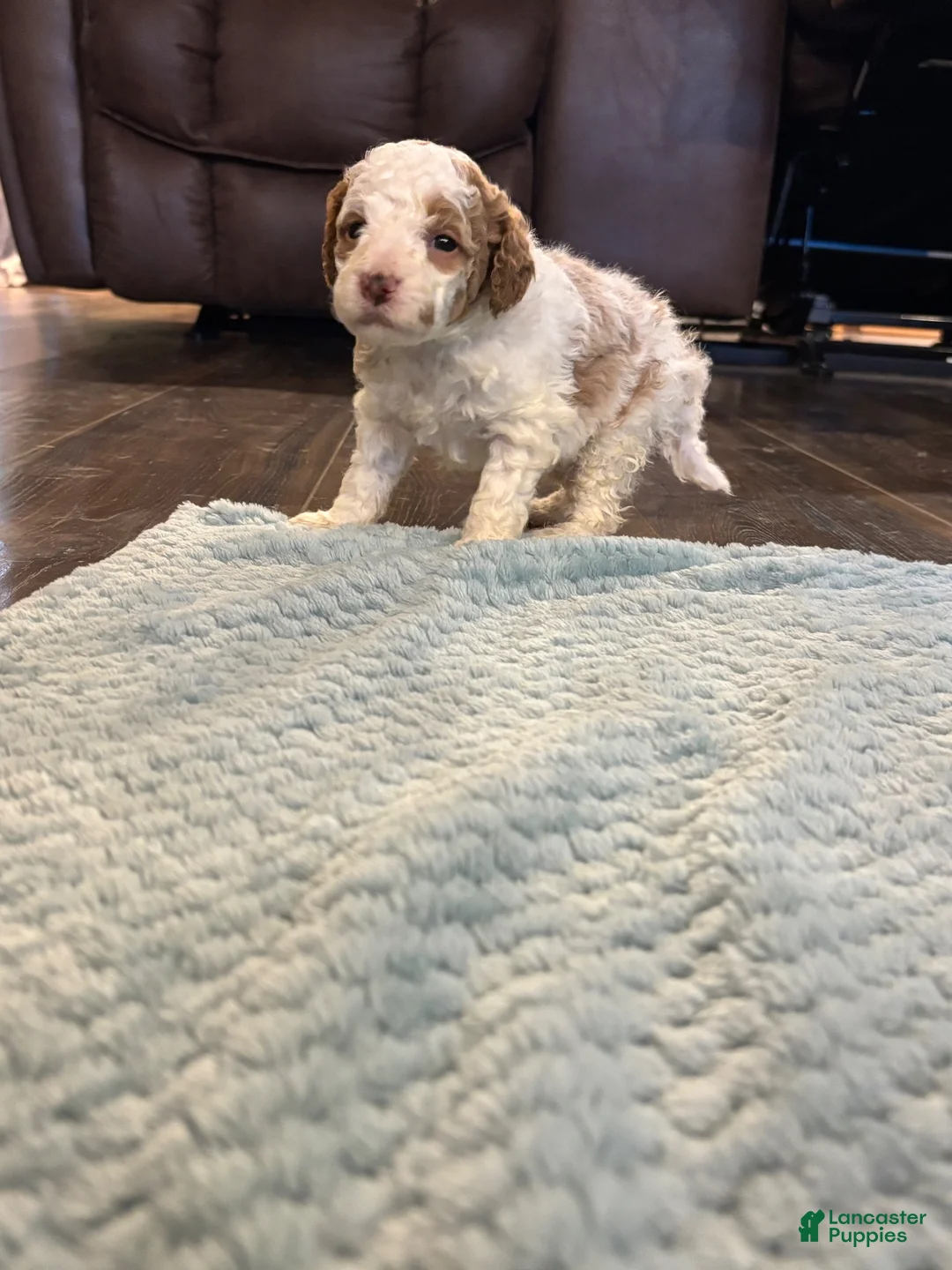 Mini Goldendoodle dogs for sale: Mini Goldendoodle 3 blue  - Ad 1