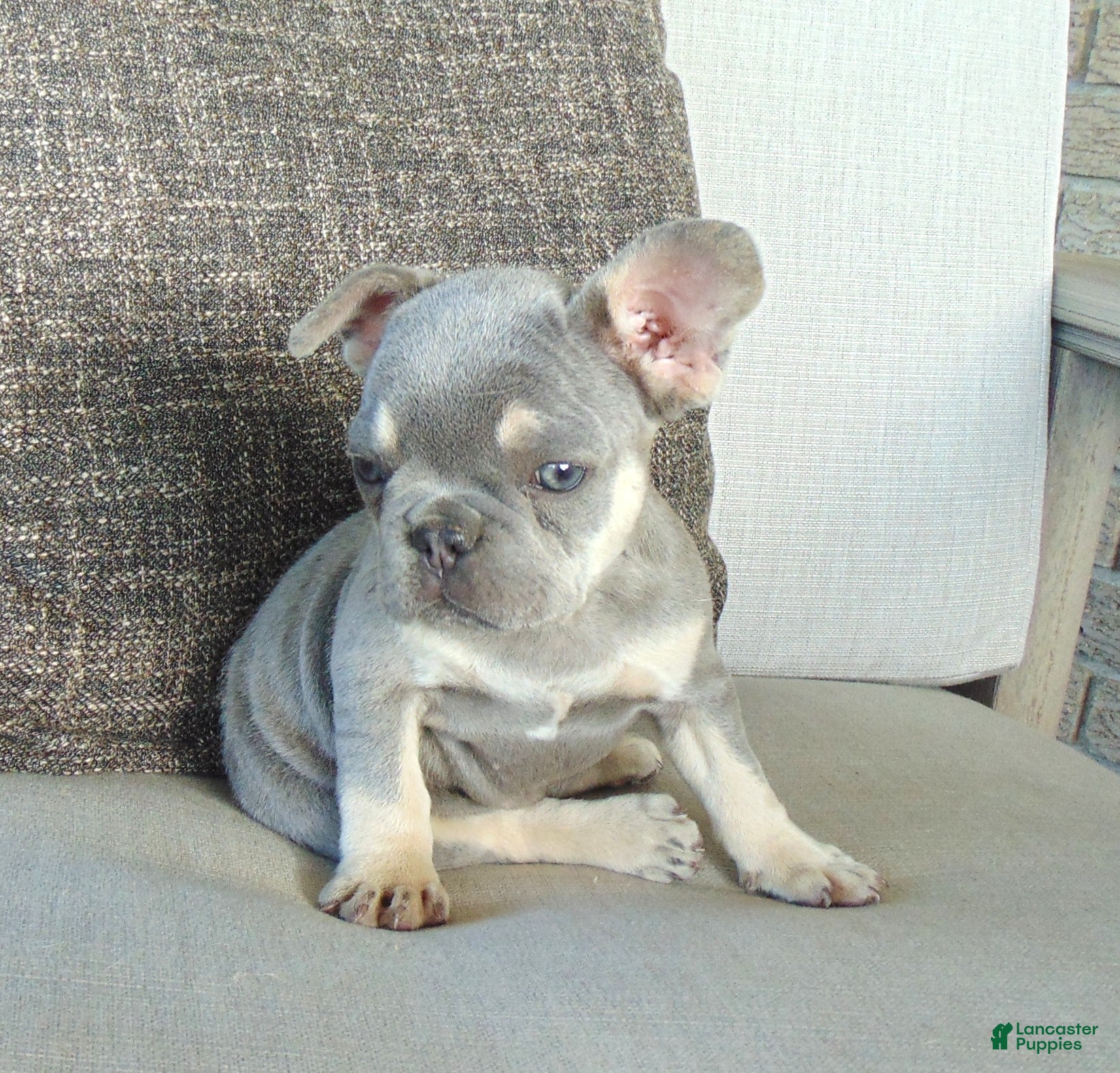 French Bulldog dogs Milly - Ad 2