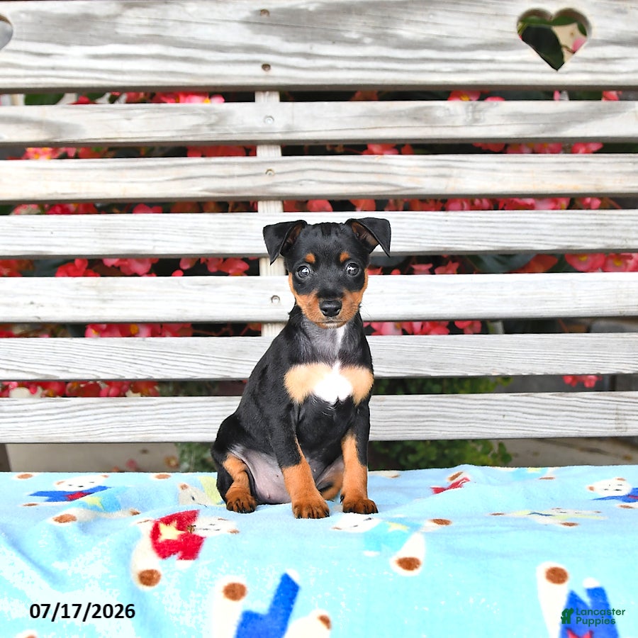 Miniature Pinscher dogs Judy - Ad 1