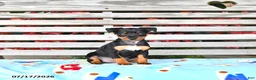 Miniature Pinscher dogs for sale: Judy - Ad 1