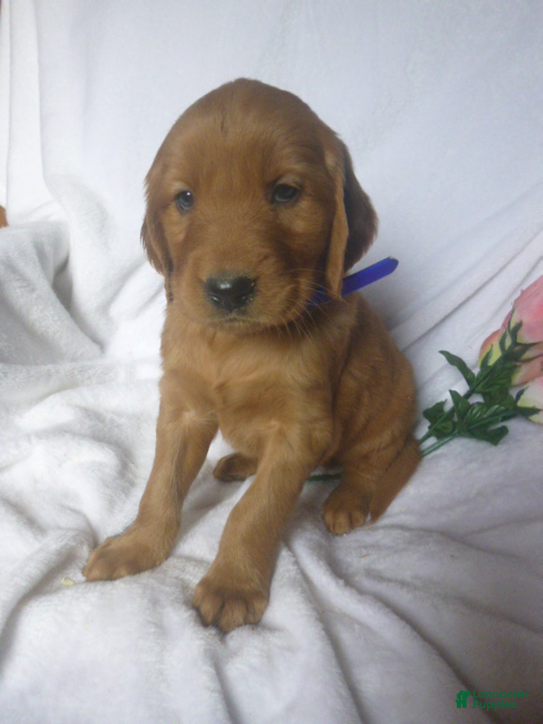 Mixed Breed dogs for sale: Preston - Ad 2