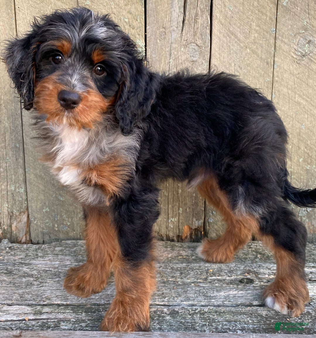 Mini Bernedoodle dogs for sale: 💛 IN BOSTON MASSACHUSETTS AREA 💛 UNIQUE COLOR & COAT COMBINATION 💛 MINI BERNEDOODLE 💛 - Ad 7