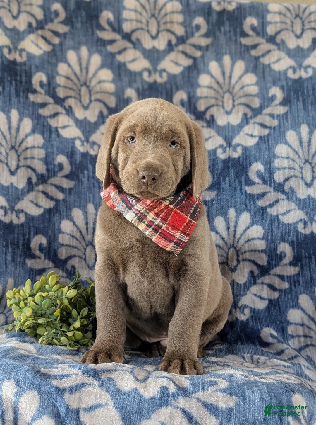 Labrador Retriever dogs for sale: Conroy AKC Silver Lab - Ad 4