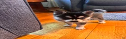 Alaskan Klee Kai dogs for sale: Adam - Ad 8