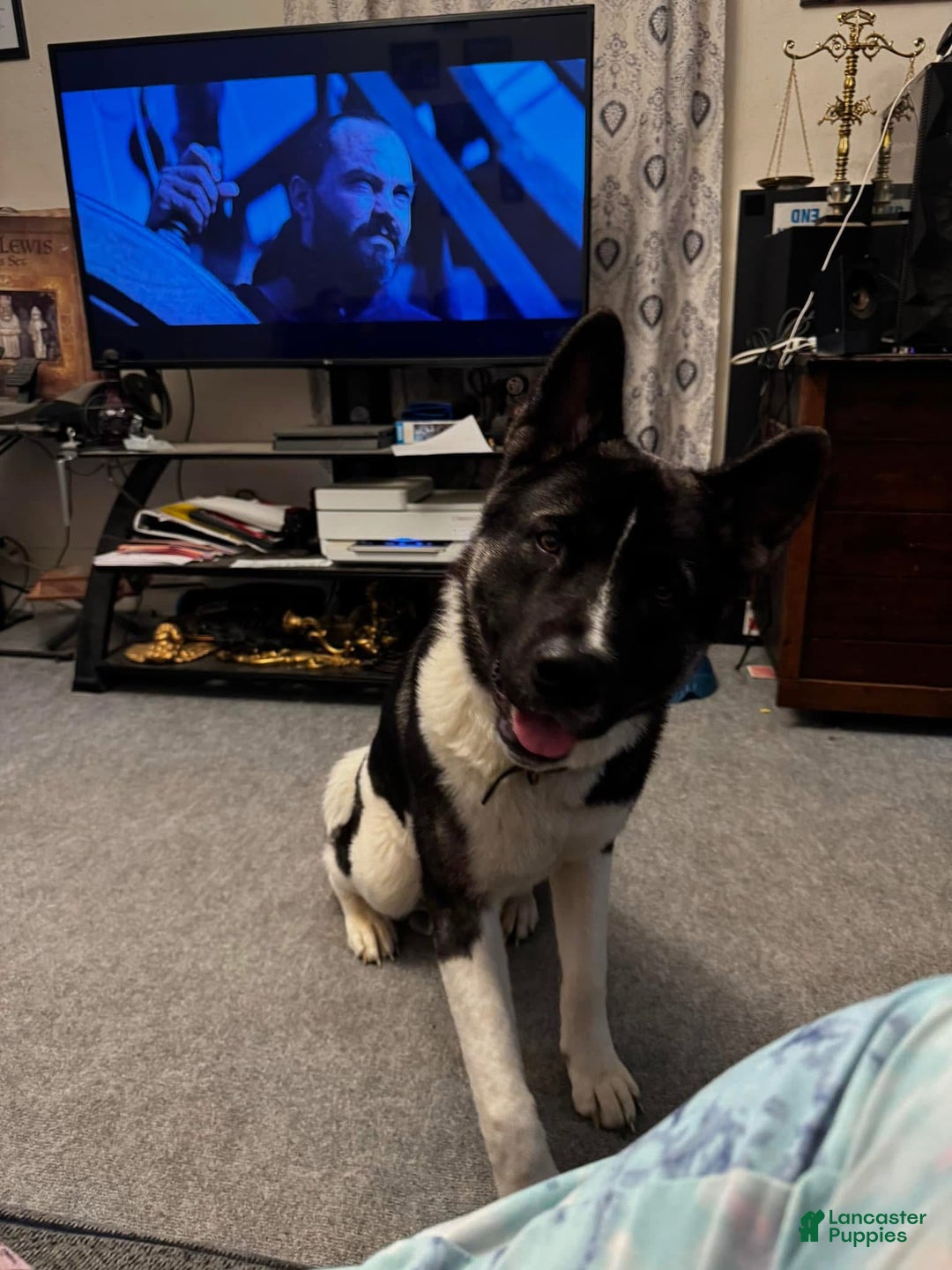 Akita dogs for sale: Akita Puppy 1 - Ad 8