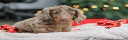 Miniature Dachshund dogs for sale: Buddy - Ad 3