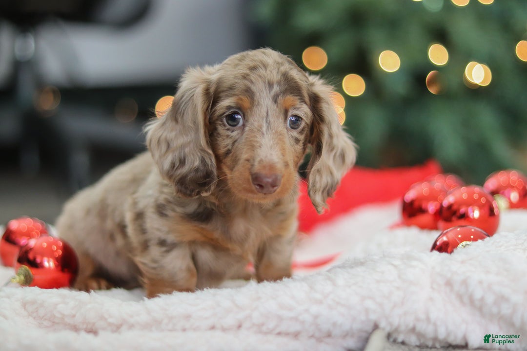 Miniature Dachshund dogs for sale: Buddy - Ad 3