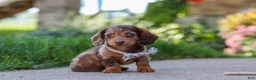 Miniature Dachshund dogs for sale: Chloe - Ad 8
