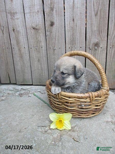 Mixed Breed dogs Azalea - Ad 2