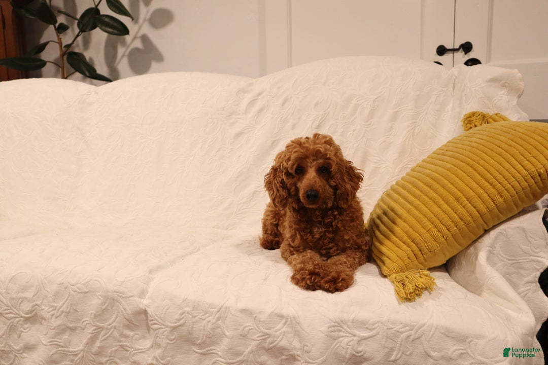 Miniature Poodle dogs for sale: Mahayla - Ad 8