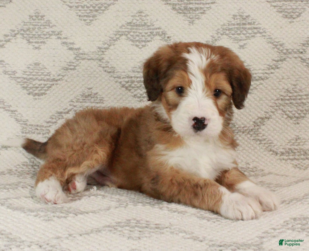 Bernedoodle dogs for sale: Sammy  - Ad 2