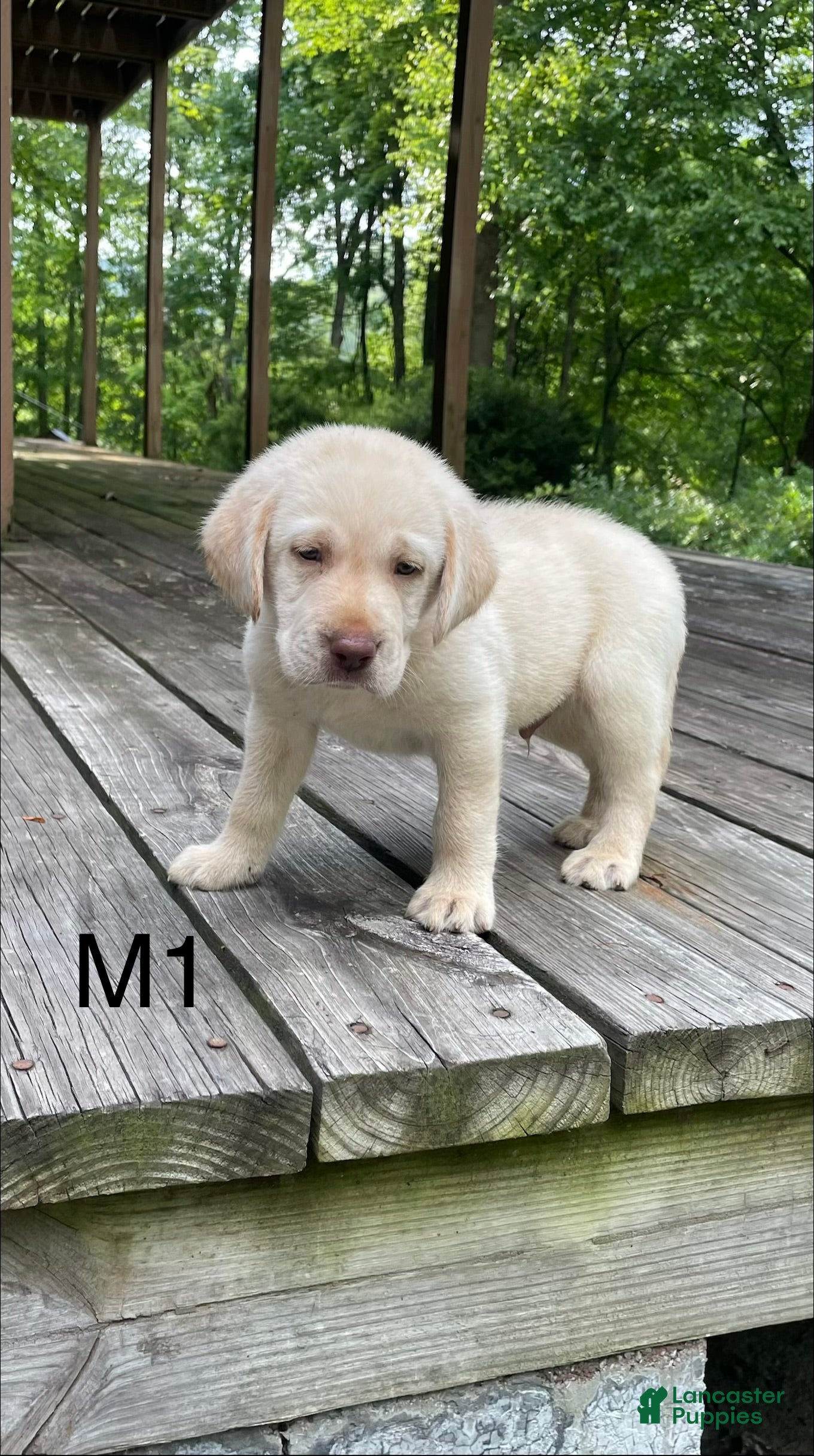 Labrador Retriever dogs Labrador Retriever 8 - Ad 38