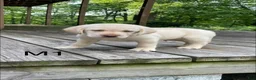 Labrador Retriever dogs for sale: Labrador Retriever 8 - Ad 1