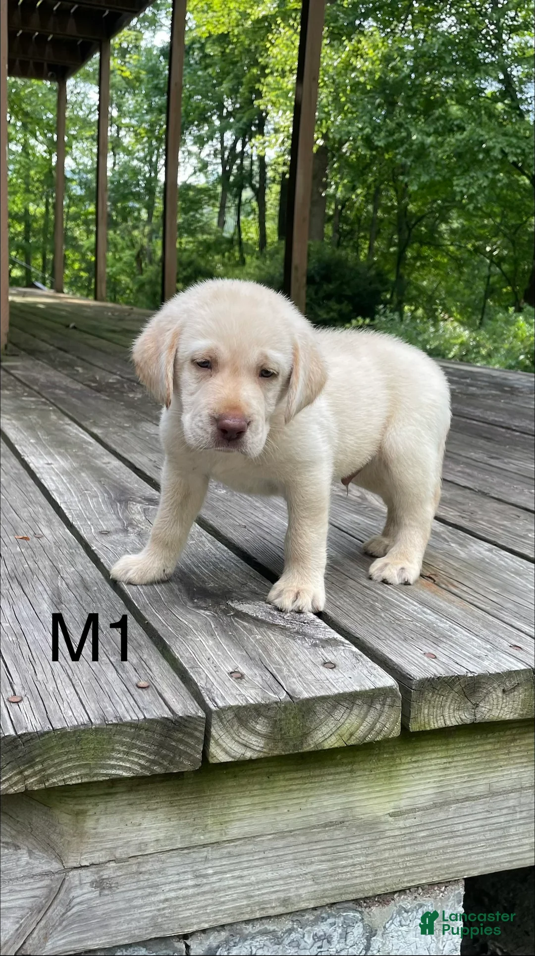 Labrador Retriever dogs for sale: Labrador Retriever 8 - Ad 1
