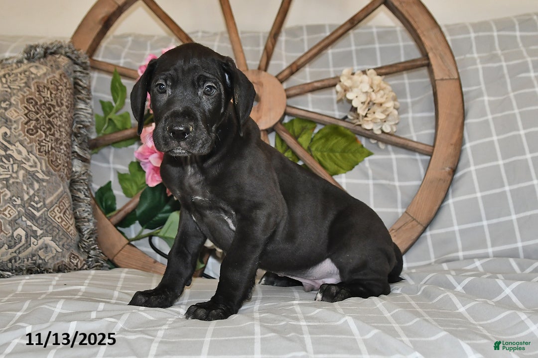 Great Dane dogs for sale: Explorer - Ad 1
