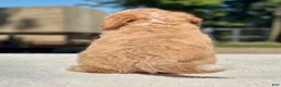 Maltipoo dogs for sale: Everest - Ad 8