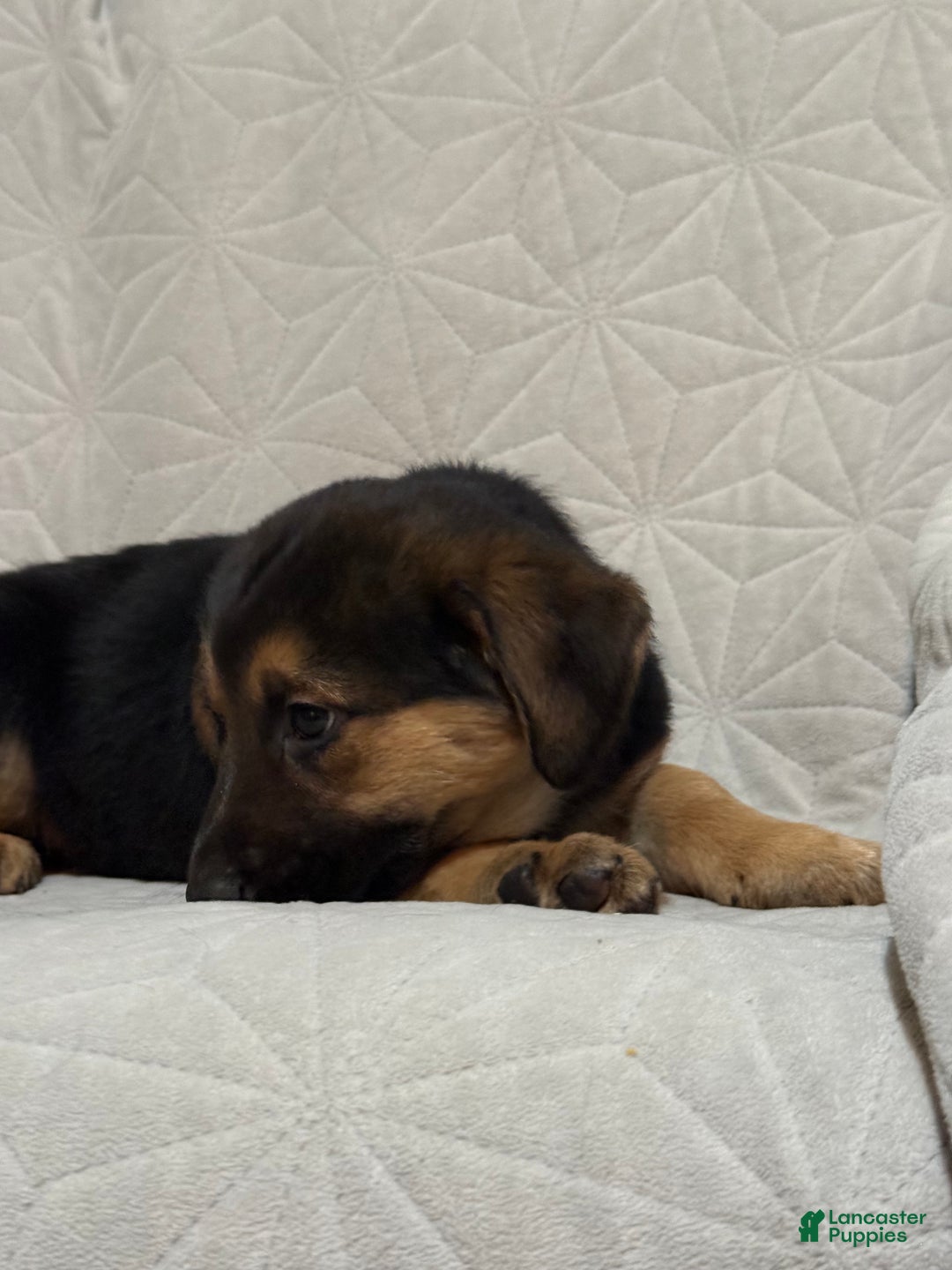 Mixed Breed dogs for sale: Mixed Breed Puppy 7 - Ad 4