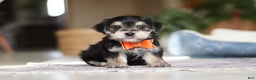Morkie dogs for sale: Benson - Ad 1