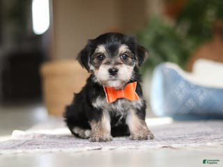 Morkie dogs Benson - Ad 30