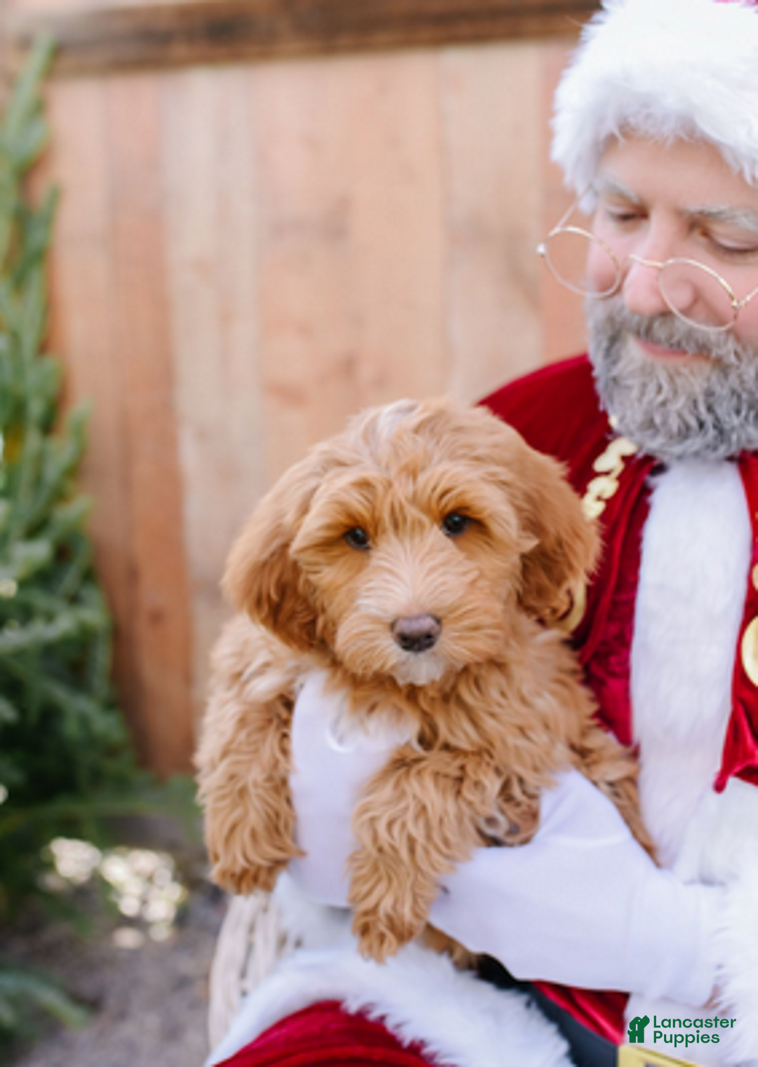 Goldendoodle dogs for sale: Espresso - Ad 2