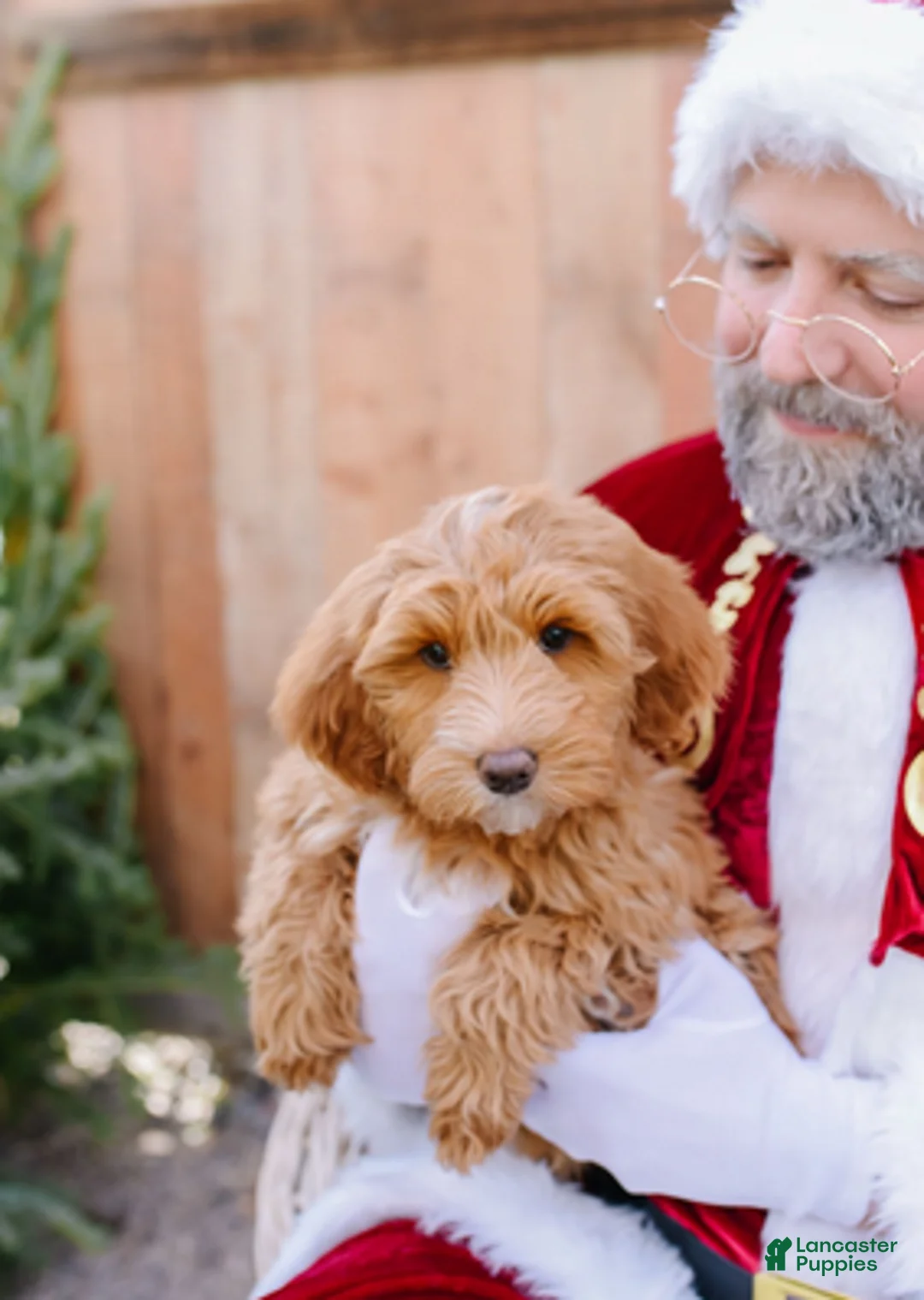 Goldendoodle dogs for sale: Espresso - Ad 2