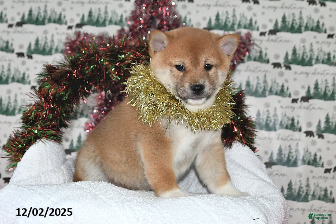 Shiba Inu dogs for sale: Merle - Ad 2