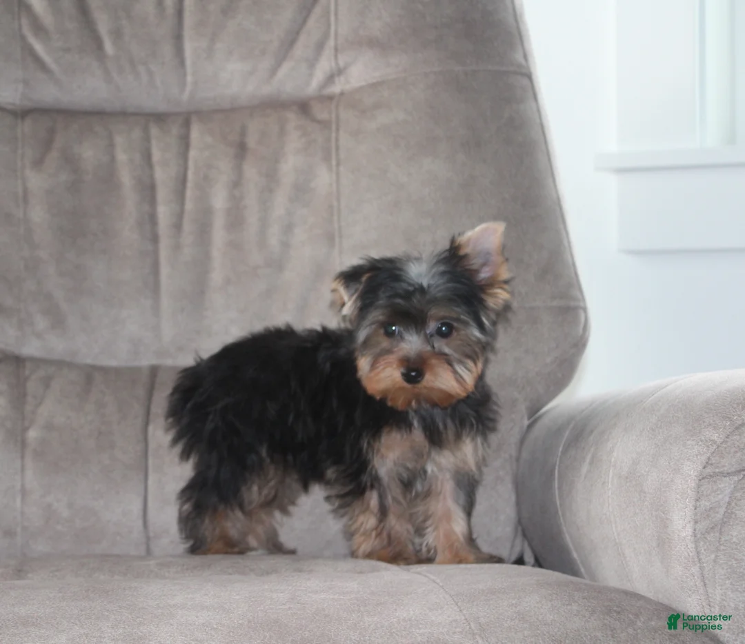 Yorkshire Terrier dogs for sale: Benji - Ad 9