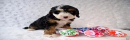 Mini Bernedoodle dogs for sale: Ms. Oreo - Ad 5