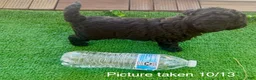 Toy Poodle dogs for sale: Toy Poodle 3 - Ad 3