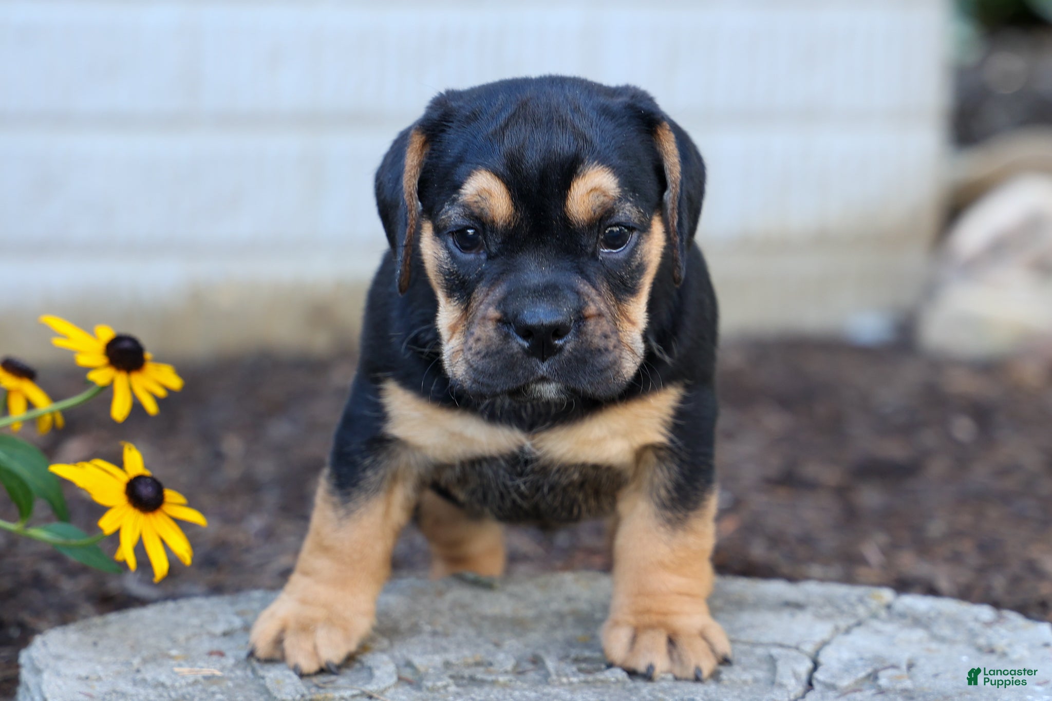 Beabull dogs Ace 🐶✨ - Ad 2
