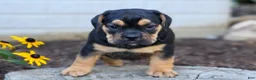 Beabull dogs for sale: Ace 🐶✨ - Ad 2