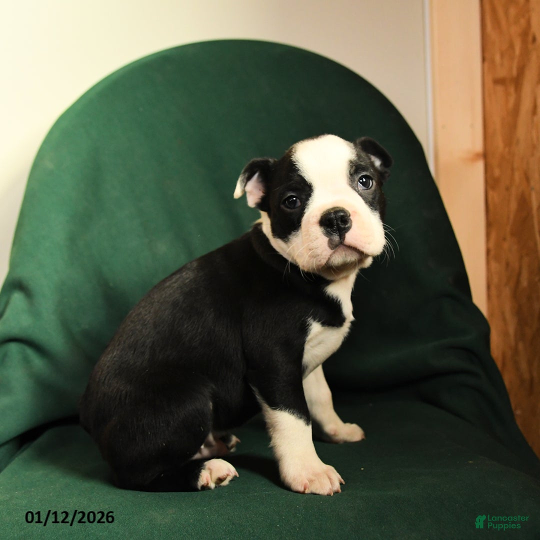 Boston Terrier dogs for sale: Falcon - Ad 5
