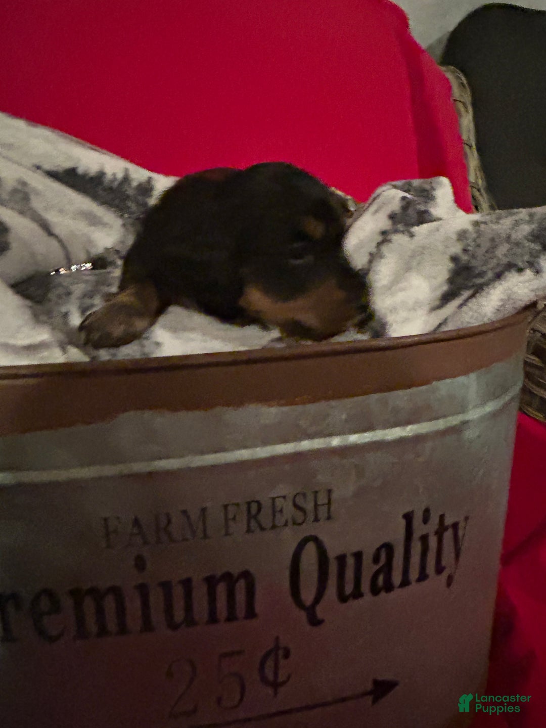 Miniature Dachshund dogs for sale: Miniature Dachshund Puppy 4 - Ad 2