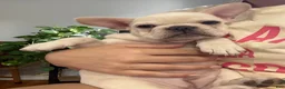 French Bulldog dogs for sale: French Bulldog 1 - Ad 4