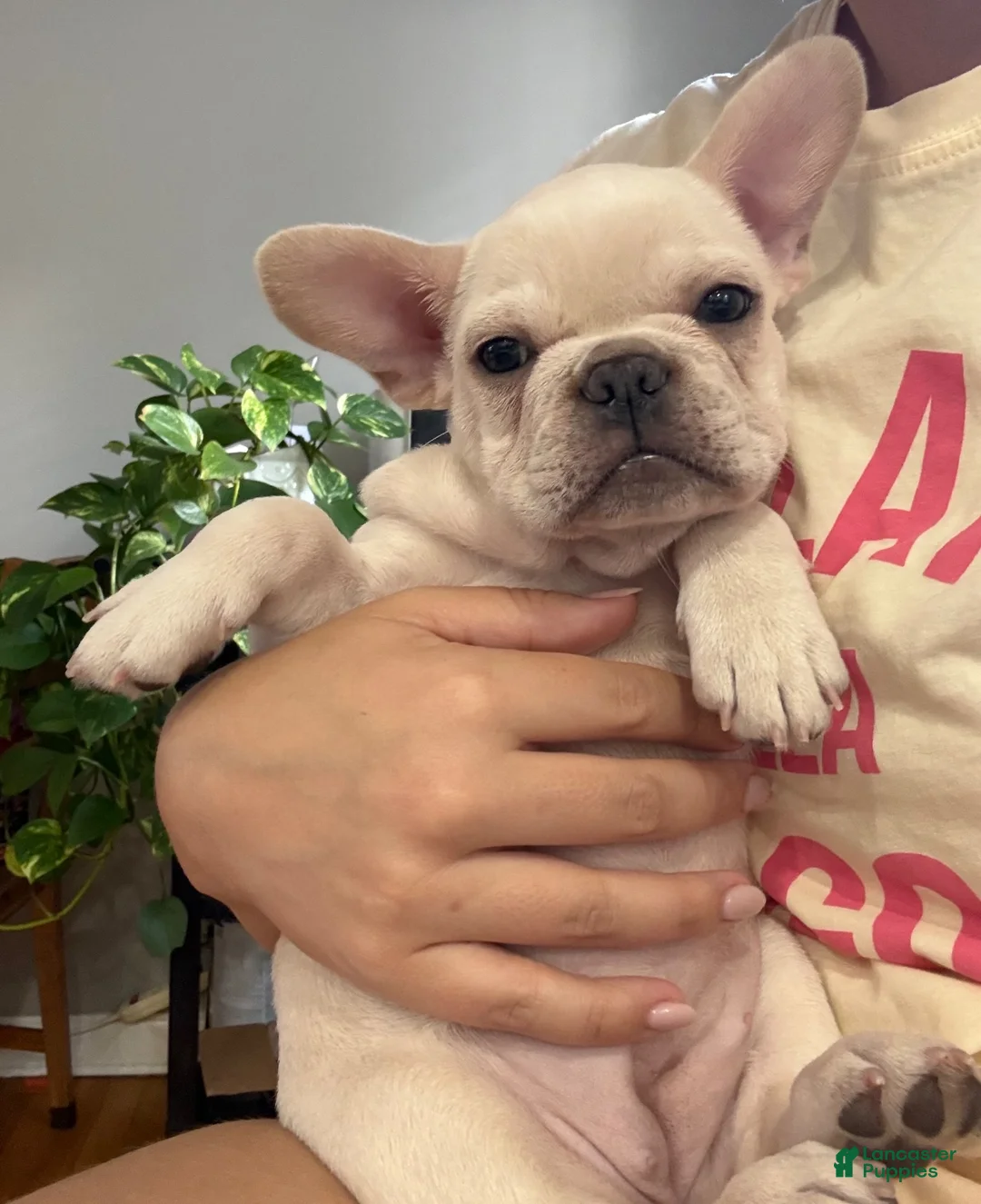 French Bulldog dogs for sale: French Bulldog 1 - Ad 4
