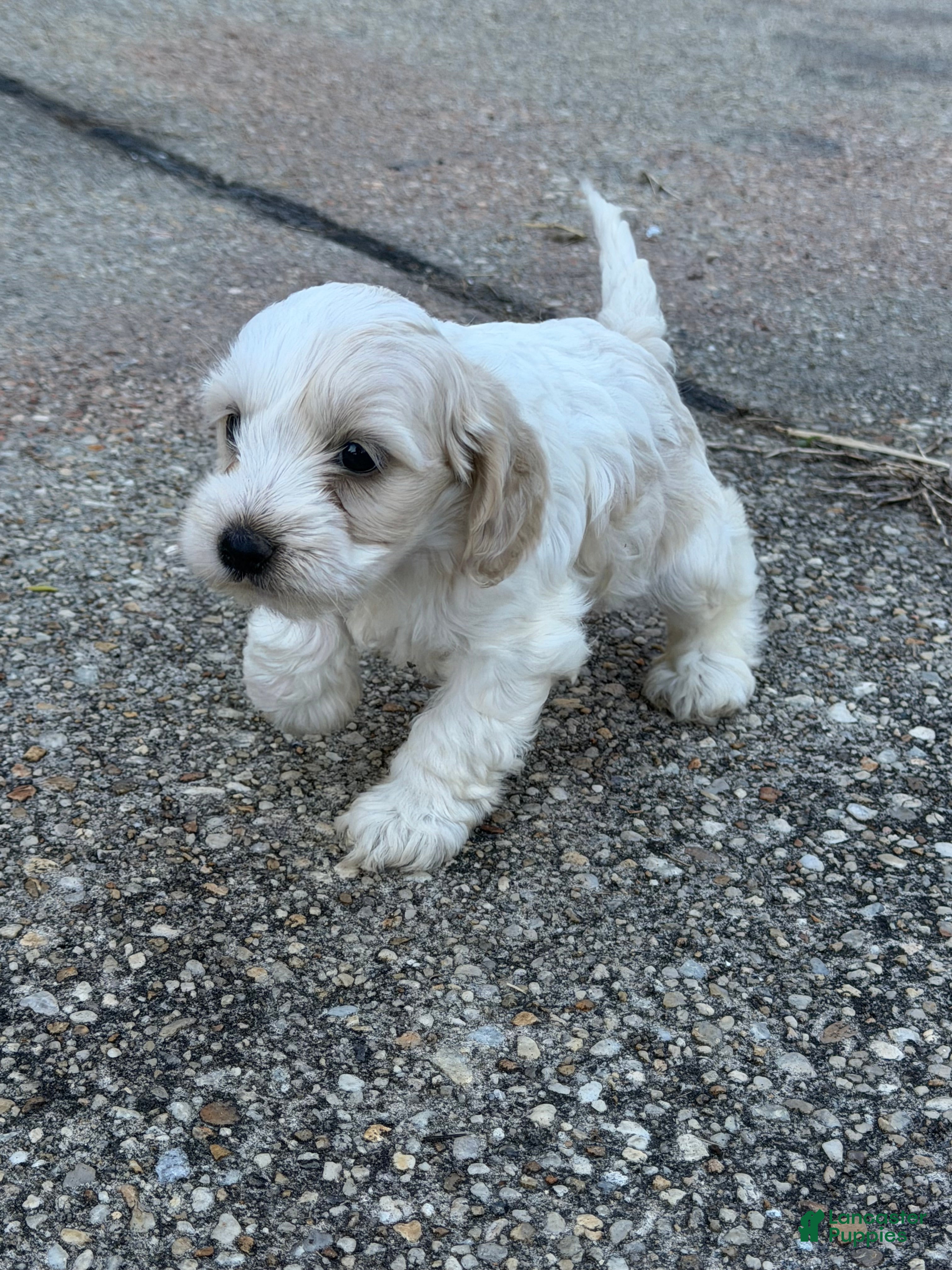 Cockapoo dogs Fortune - Ad 1