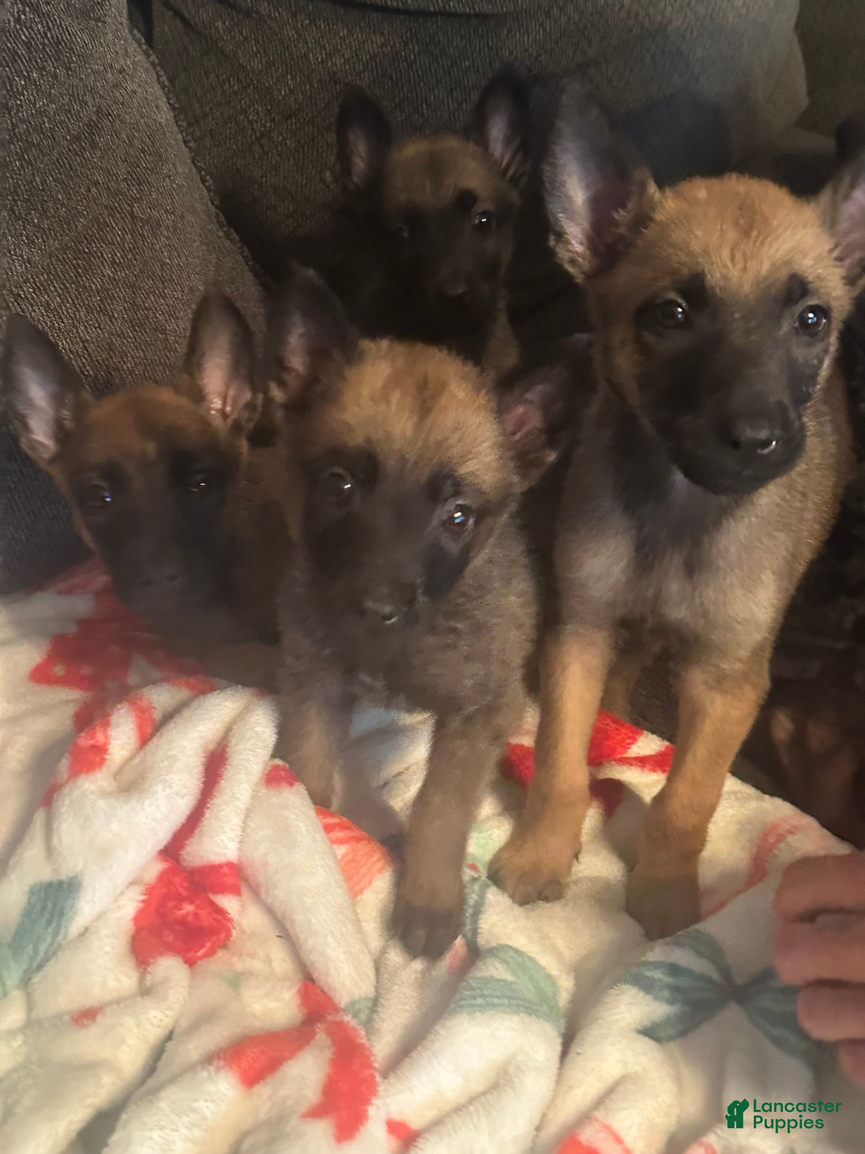 Belgian Malinois dogs Belgian Malinois Puppy 3 - Ad 31