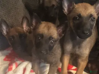 Belgian Malinois dogs Belgian Malinois Puppy 3 - Ad 31